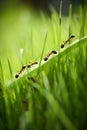 Team of ants running around the curved green blade of grass AI generated