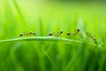 Team of ants running around the curved green blade of grass AI generated