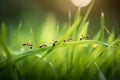 Team of ants running around the curved green blade of grass AI generated