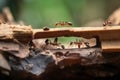 Team of ants work constructing bridge, teamwork AI generated