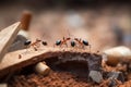 Team of ants work constructing house AI generated Royalty Free Stock Photo