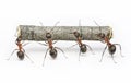 Team of ants work with log, teamwork Royalty Free Stock Photo