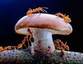 Team of ants work with mushroom, teamwork. Team of ants work mushrooming, teamwork