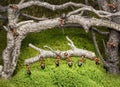 Team of ants work in rusty forest, teamwork