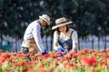 Team of Asian farmer and florist is working in the farm while cutting zinnia flowers using secateurs for cut flower business in Royalty Free Stock Photo