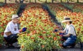 Team of Asian farmer and florist is working in the farm while cutting zinnia flowers using secateurs for cut flower business in Royalty Free Stock Photo