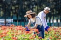 Team of Asian farmer and florist is working in the farm while cutting zinnia flowers using secateurs for cut flower business in Royalty Free Stock Photo