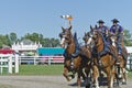 Team of Belgian Draft Horses at Country Fair Royalty Free Stock Photo