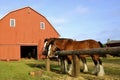 Team of Belgian horses