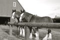 Team of Belgian horses(black and white) Royalty Free Stock Photo