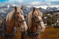 Team of Belgian draft horses in harness ready to be hitched to a wagon