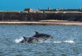 Team Of Bottlenose Dolphin Jumping In The Moray Firth In Front Of Fort George Near Inverness In Scotland