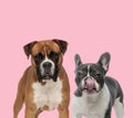 Team of boxer and french bulldog Royalty Free Stock Photo