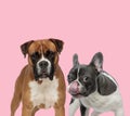 Team of boxer and french bulldog Royalty Free Stock Photo