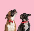 Team of boxer and french bulldog on pink background Royalty Free Stock Photo