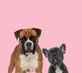 Team of boxer and french bulldog on pink background Royalty Free Stock Photo