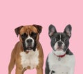 Team of boxer and french bulldog on pink background Royalty Free Stock Photo