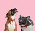 Team of boxer and french bulldog on pink background Royalty Free Stock Photo