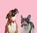 Team of boxer and french bulldog on pink background Royalty Free Stock Photo