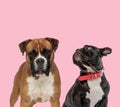 Team of boxer and french bulldog on pink background Royalty Free Stock Photo