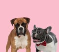 Team of boxer and french bulldog Royalty Free Stock Photo