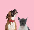 Team of boxer and french bulldog Royalty Free Stock Photo