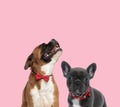 Team of boxer and french bulldog Royalty Free Stock Photo