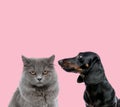 Team of british long hair cat and teckel dachshund Royalty Free Stock Photo