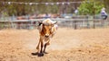 Team Calf Roping At Country Rodeo Royalty Free Stock Photo