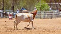 Team Calf Roping At Country Rodeo Royalty Free Stock Photo