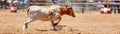 Team Calf Roping At Country Rodeo Royalty Free Stock Photo