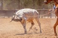 Team Calf Roping At Country Rodeo Royalty Free Stock Photo