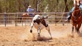 Team Calf Roping At Country Rodeo Royalty Free Stock Photo