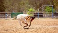 Team Calf Roping At Country Rodeo Royalty Free Stock Photo