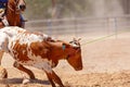 Team Calf Roping At Country Rodeo Royalty Free Stock Photo