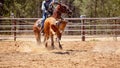 Team Calf Roping By Cowboys At A Country Rodeo