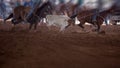 Team Calf Roping Event At Indoor Rodeo Royalty Free Stock Photo