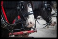 Team of Clydesdale Horses hitched to a wagon Royalty Free Stock Photo