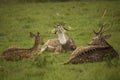 Team of deer resting inside a forest