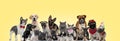 Team of different breeds of animals on yellow background