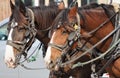 A team of draft horses hitched up to a wagon Royalty Free Stock Photo