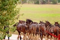 A Team Of Draft Horses In The Rain Royalty Free Stock Photo