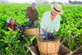 Team of farmers gathering crop of purple eggplants on farm field