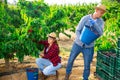 Team of farmers harvest cherries and store them in crates