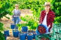 Team of farmers harvest cherries and store them in crates