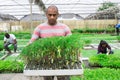 Team of farmers work in greenhouse - cultivating for plants