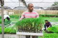 Team of farmers work in greenhouse - cultivating for plants