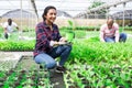 Team of farmers work in greenhouse - cultivating for plants