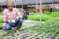 Team of farmers work in greenhouse - cultivating for plants