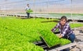 Team of farmers work in greenhouse. Focused female worker stacking tray with green sprouts